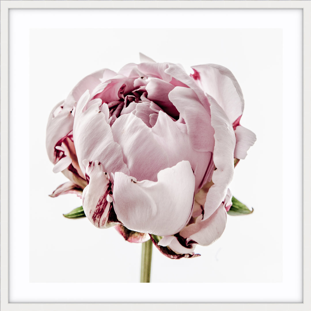 Peony I - SQUARE