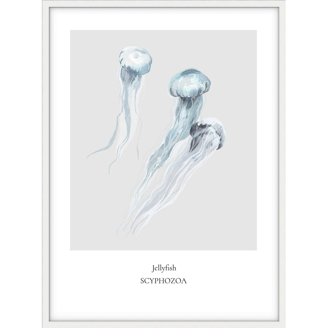 Jellyfish