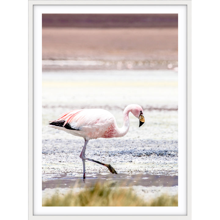 Flamingo - Bolivia