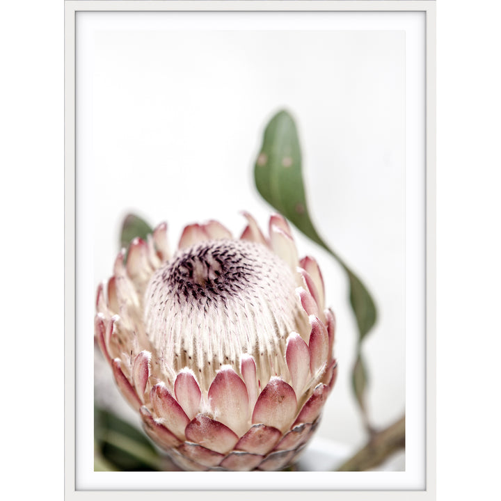 Protea II