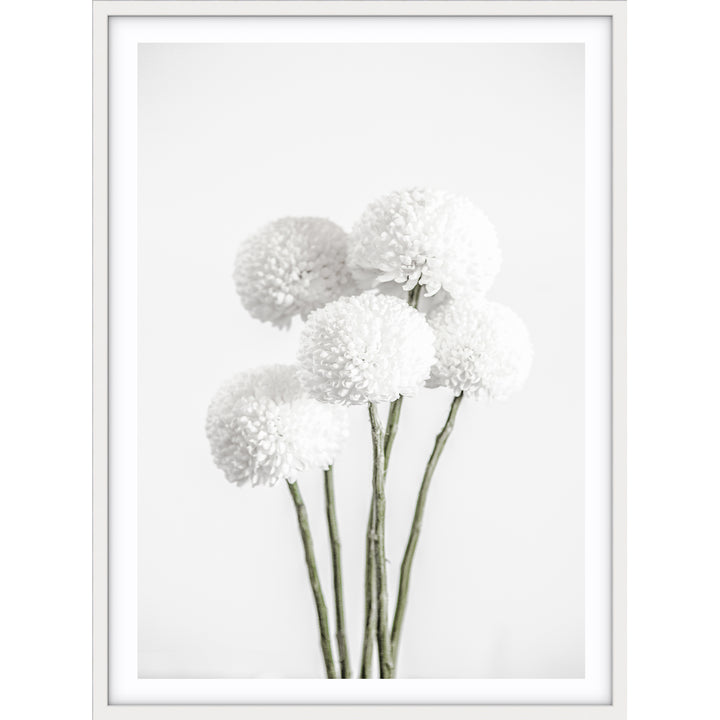 Chrysanthemums I