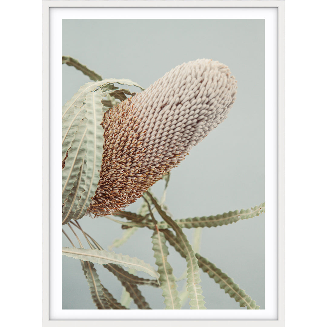 Banksia On Green no.2