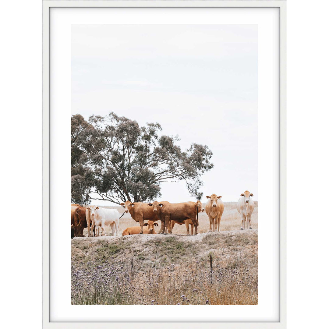 Country Cattle I