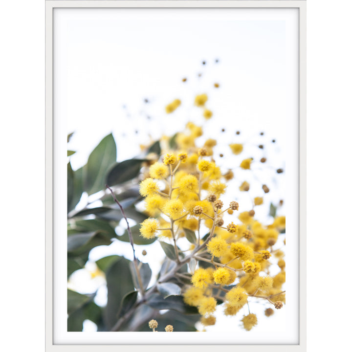 Wattle II