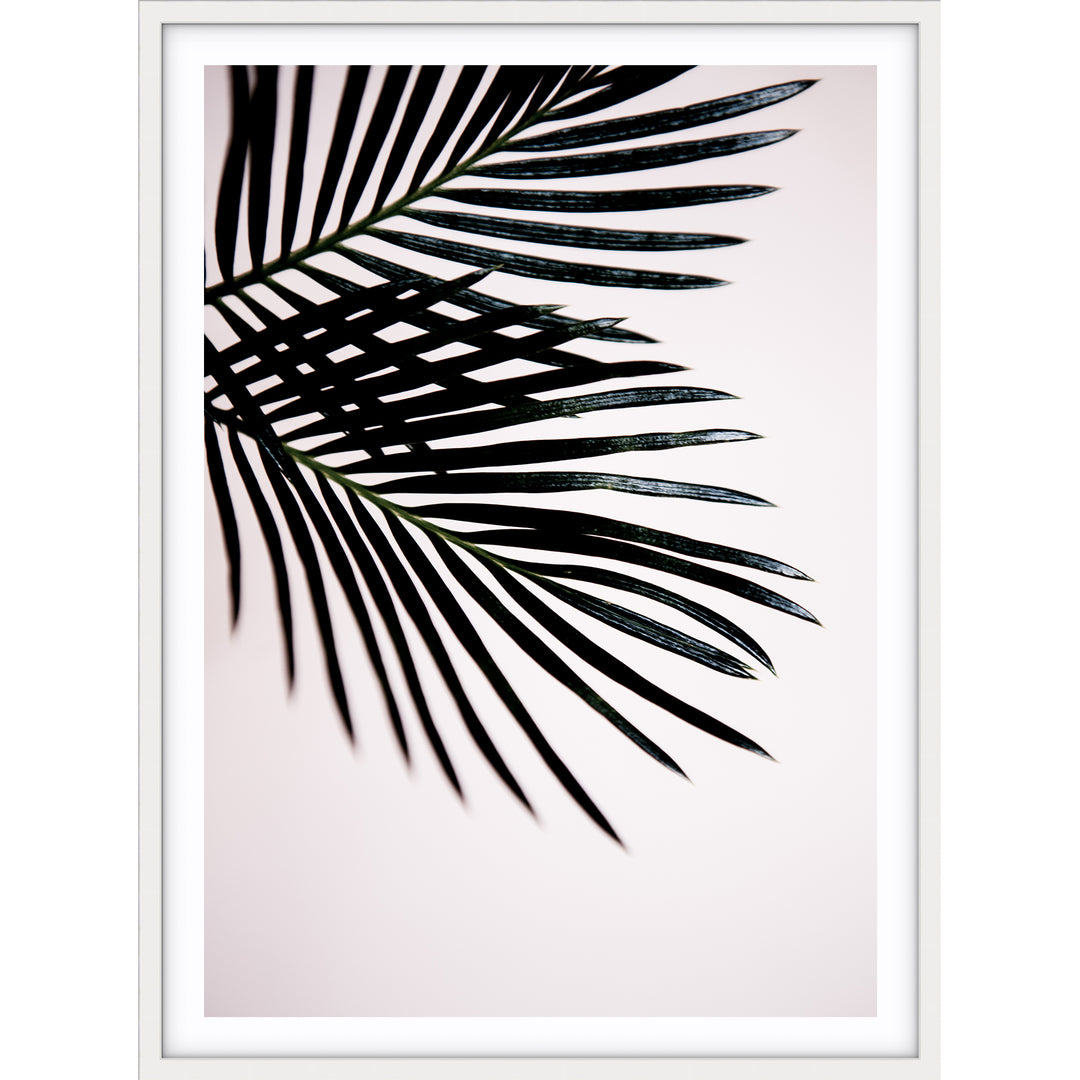 Sago Palm I