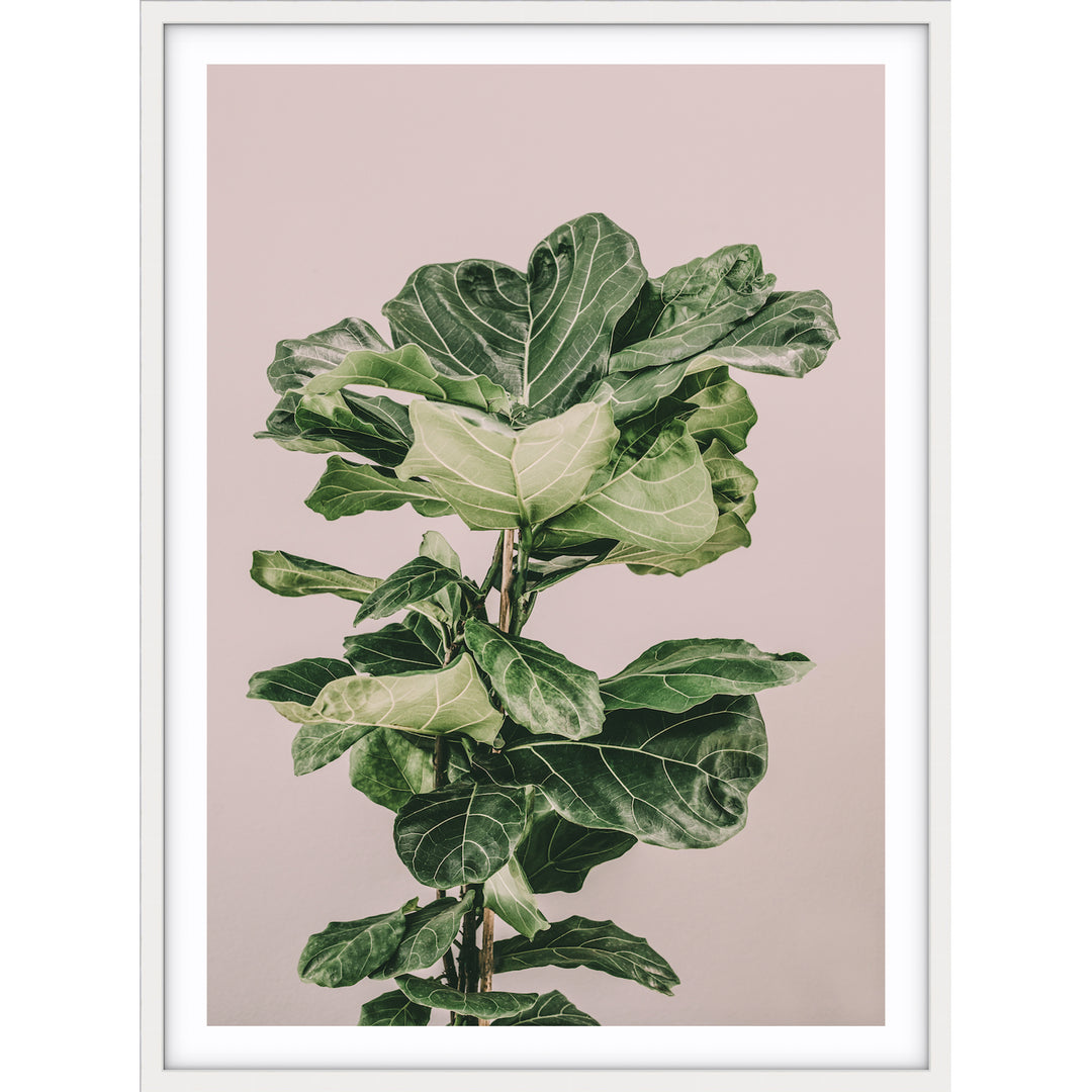 Fiddle Leaf On Pink