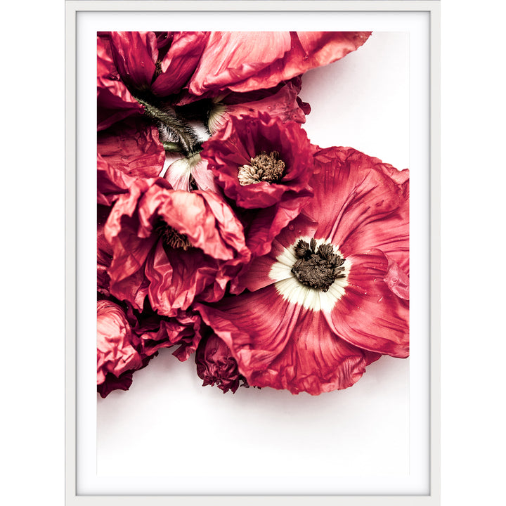 Poppy II