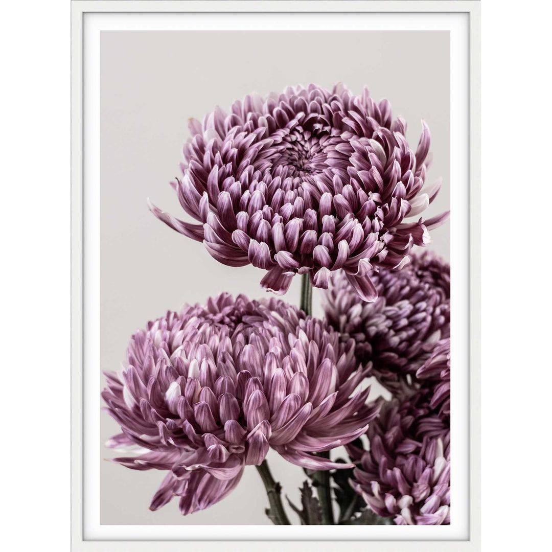 Mauve Chrysanthemum I