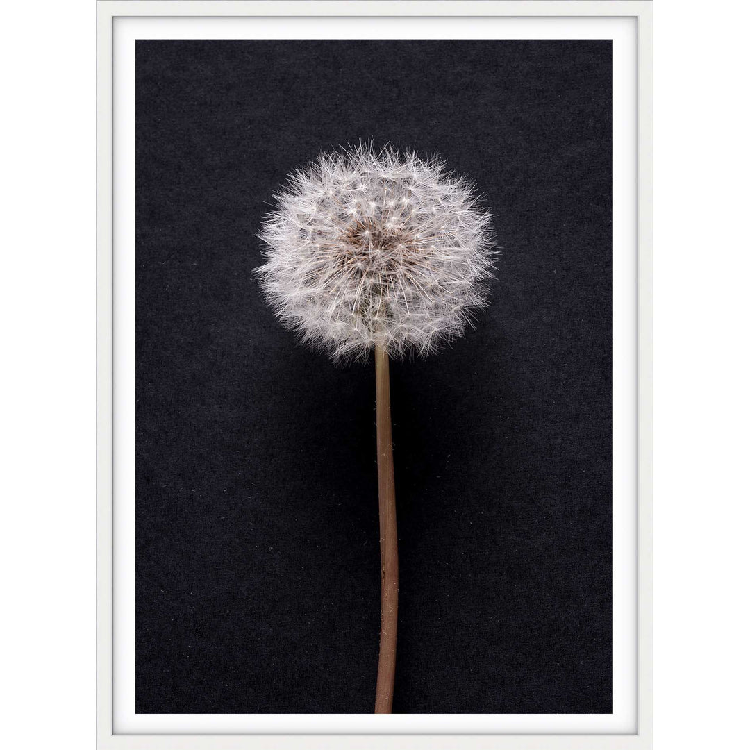 Dandelion no.3