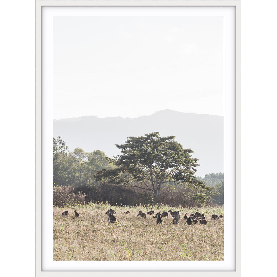 Paddock of Roos - Cairns