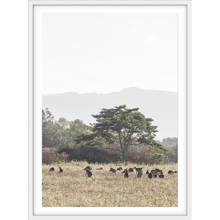 Paddock of Roos - Cairns