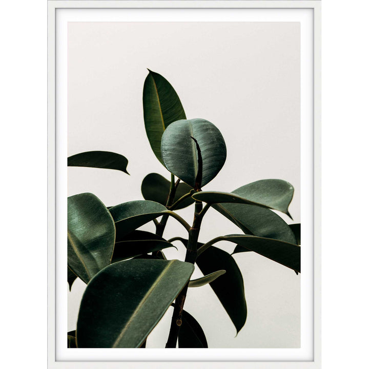 Rubber Plant