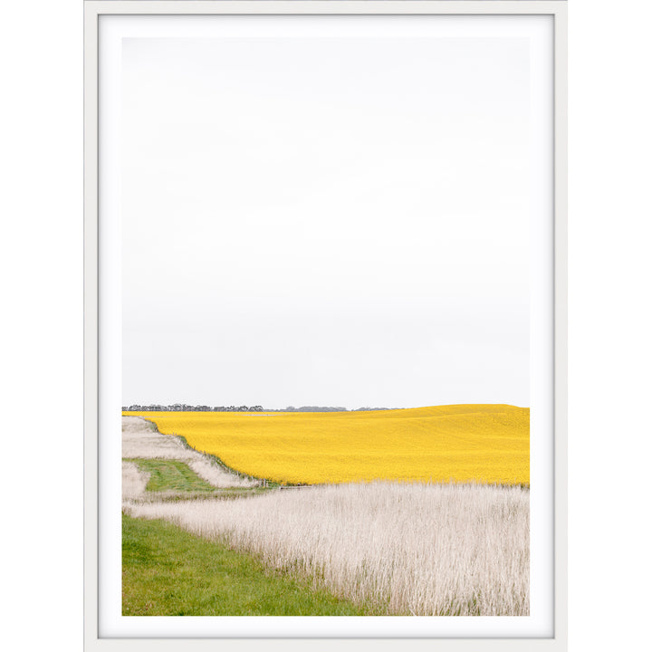 Canola I - Country Victoria