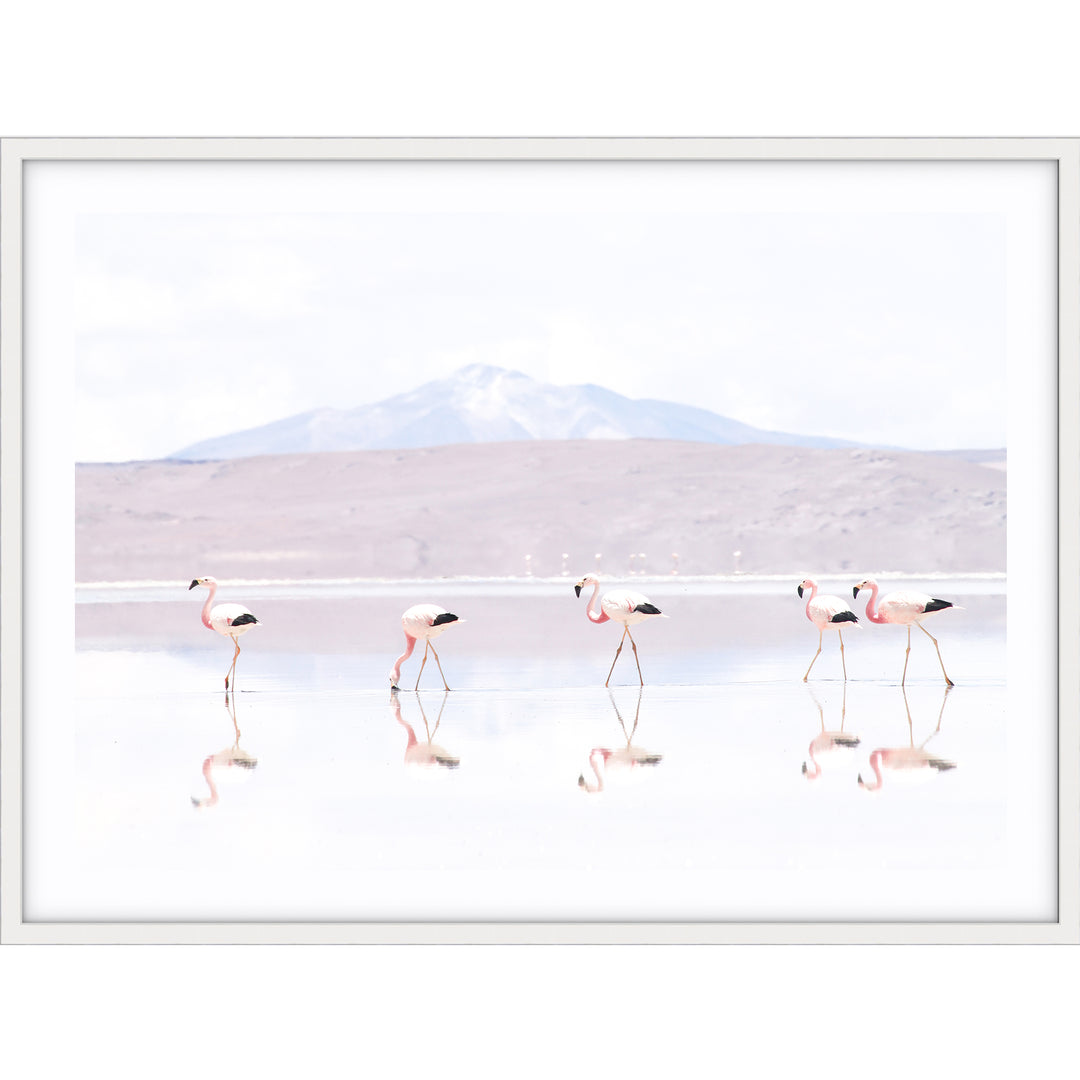 Flamingos LS - Bolivia