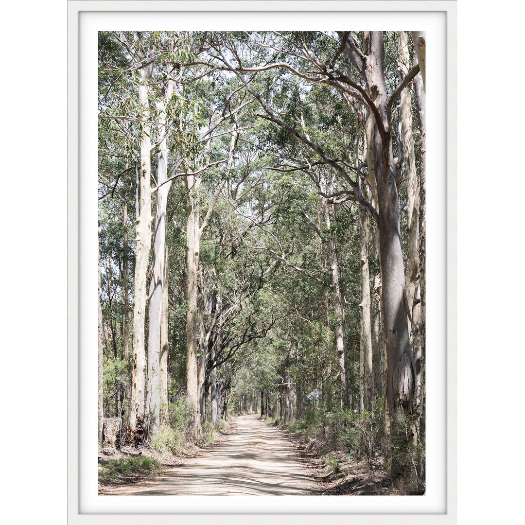 Gumtrees - The Hunter Valley