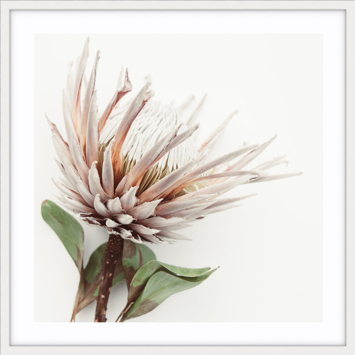 Aged King I - SQUARE