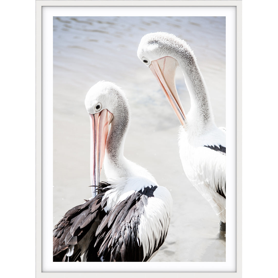 Pelicans