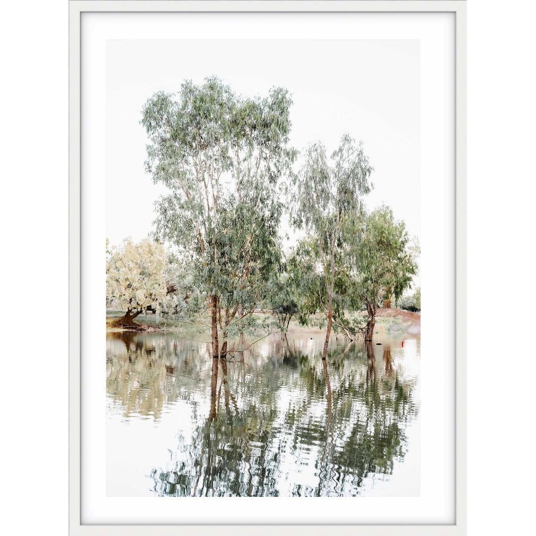 The Darling River Gum Trees I