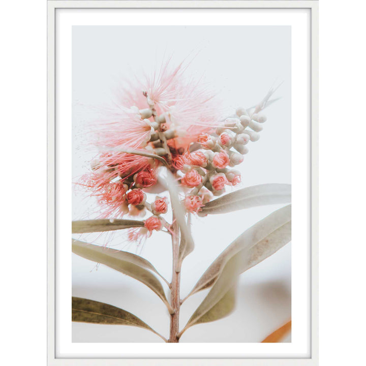 Bottle Brush II