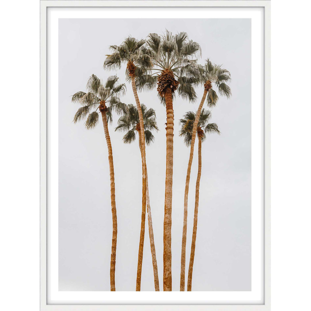 Californian Tall Palms