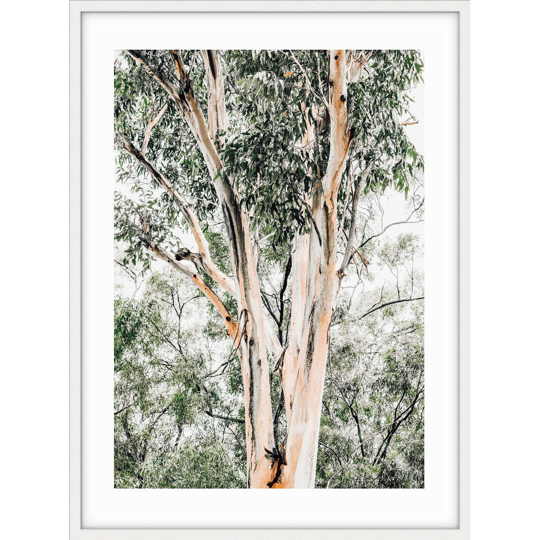 Valley Gumtrees III