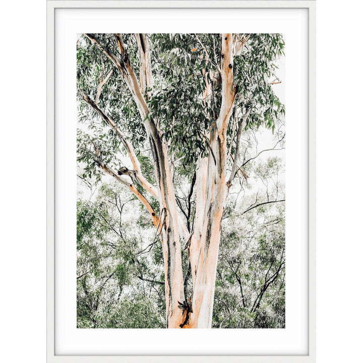 Valley Gumtrees III