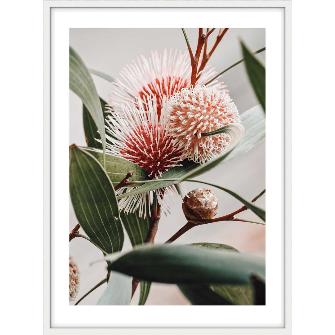 Hakea Laurina