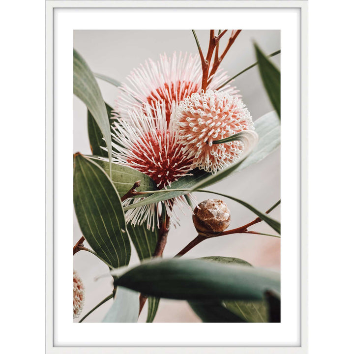 Hakea Laurina