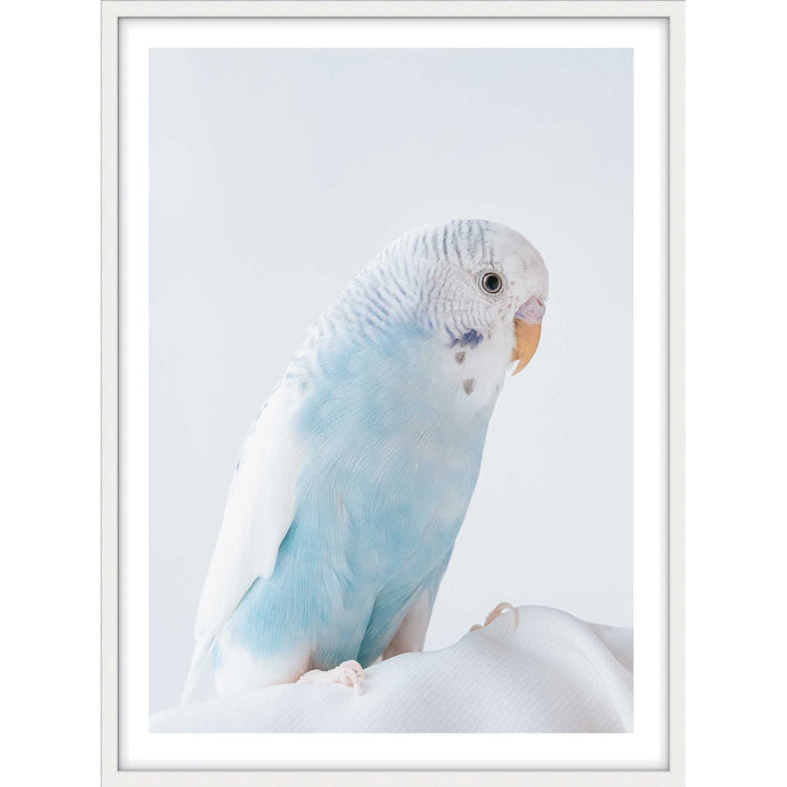 Blue Budgie