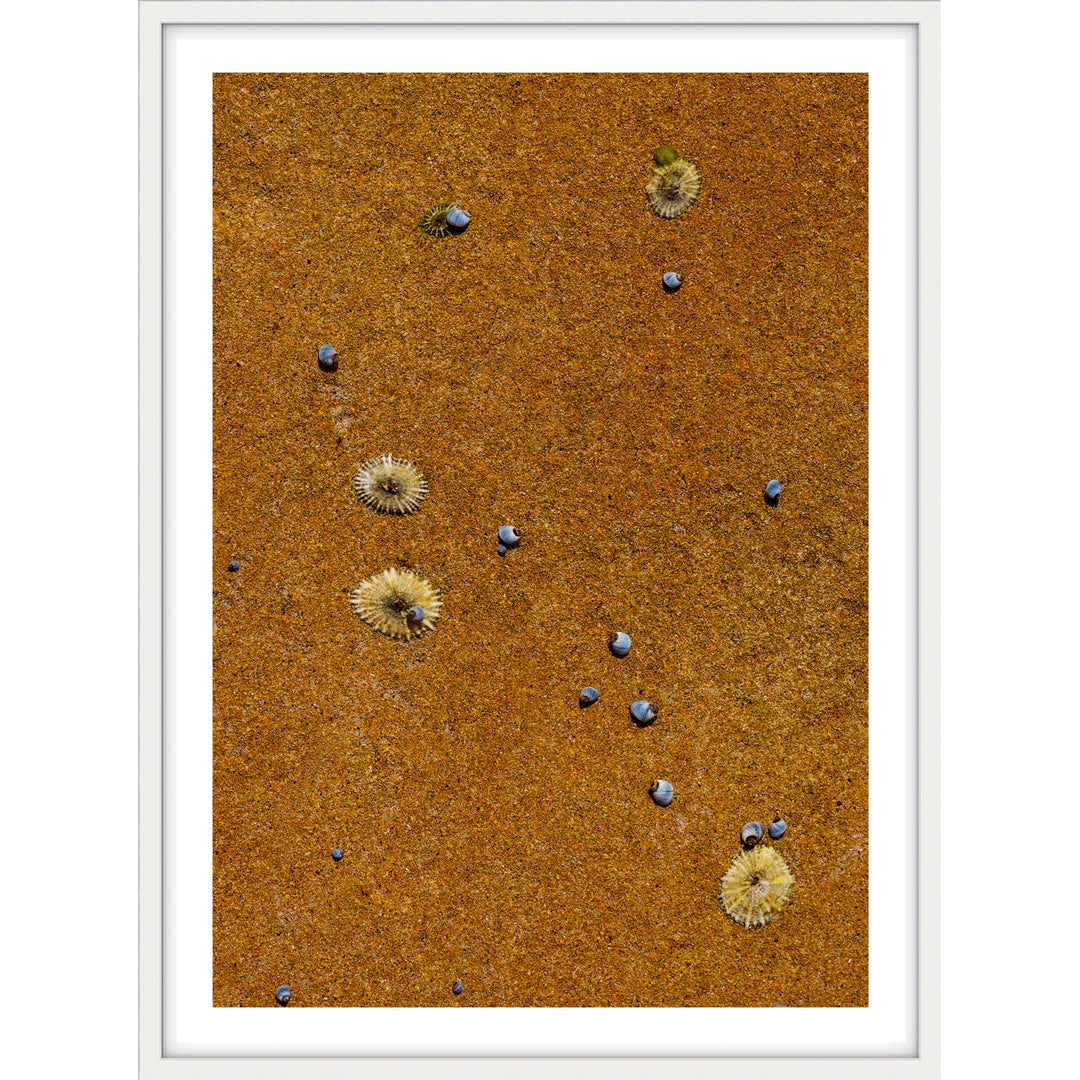 Drifted Treasures