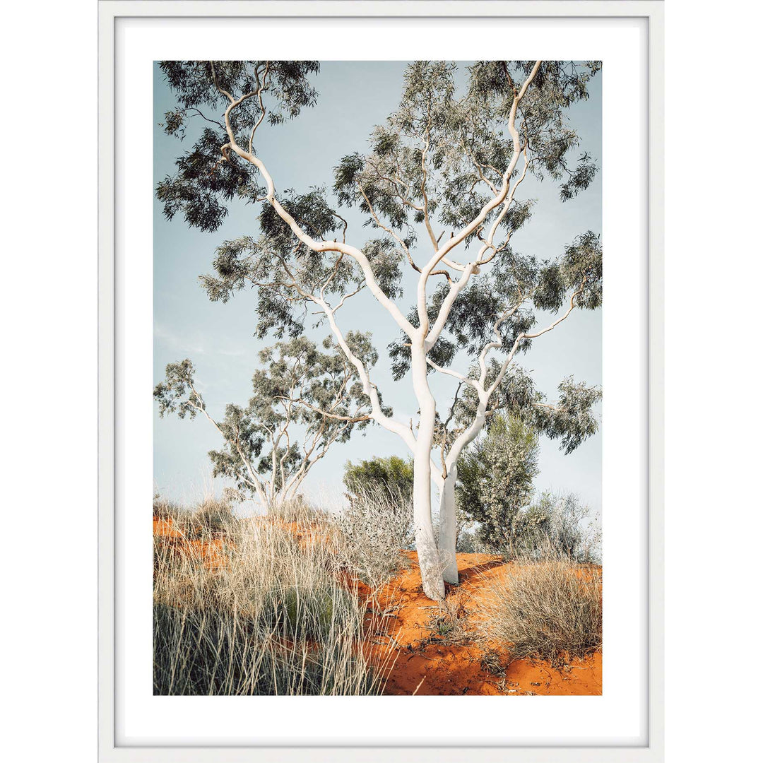 The Pilbara Gumtree- Western Australia