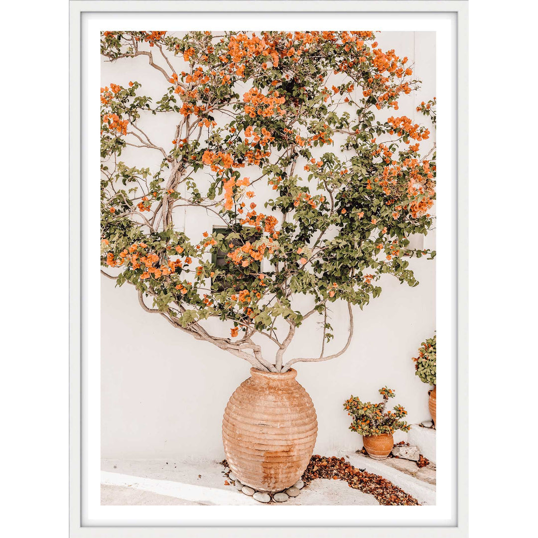 Potted Bougainvilea