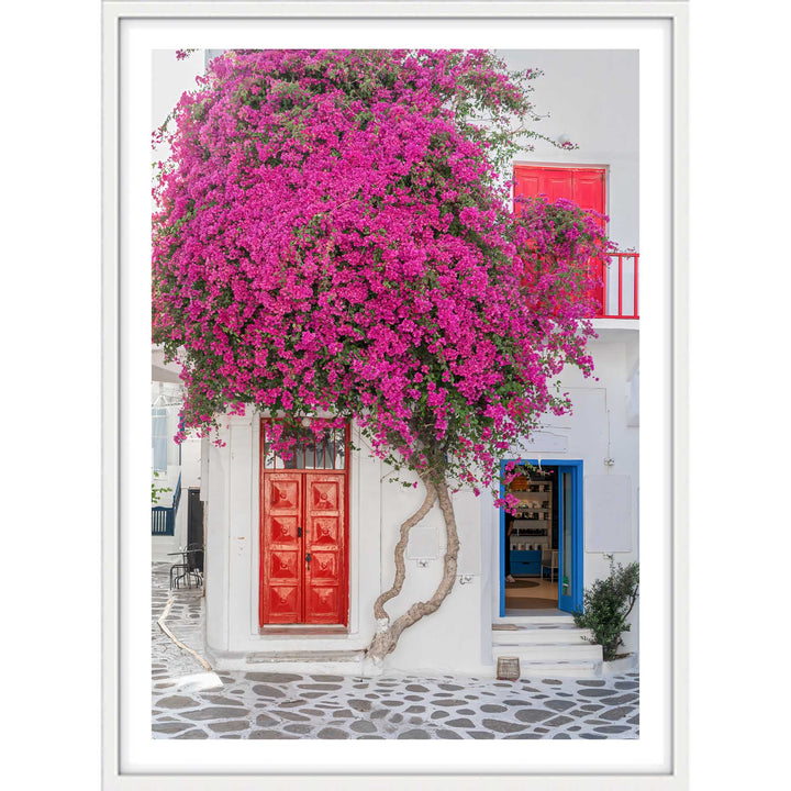 Wild Bougainvillea