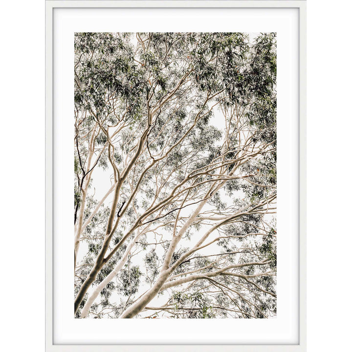 Valley Gumtrees II