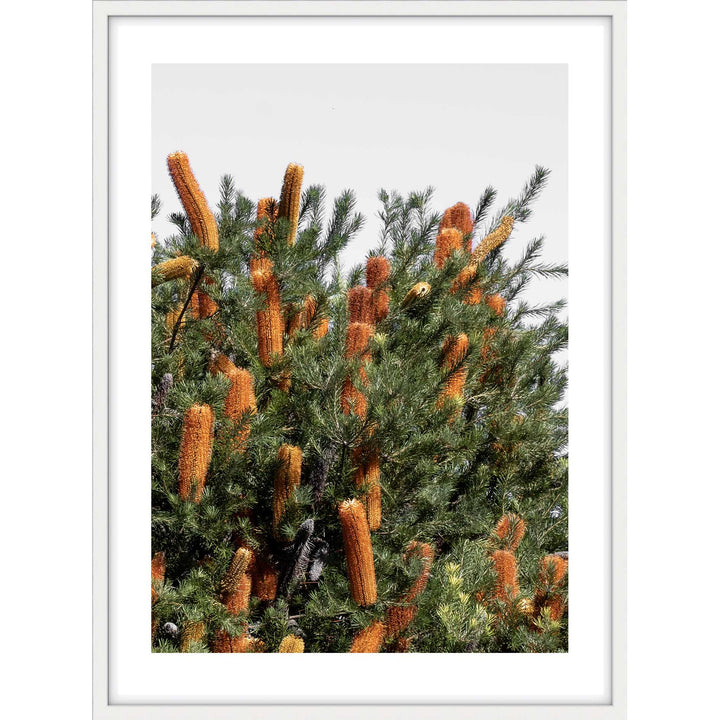 Wild Banksia I