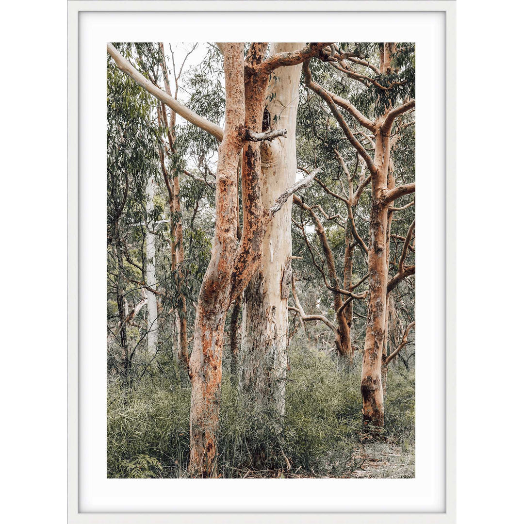 Red Gums - Port Stephens