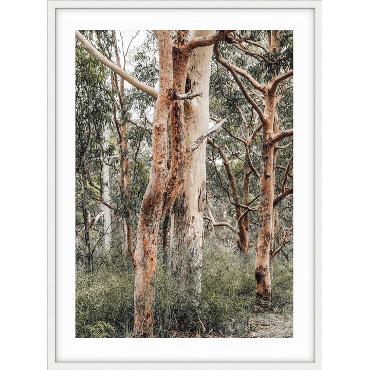 Red Gums - Port Stephens