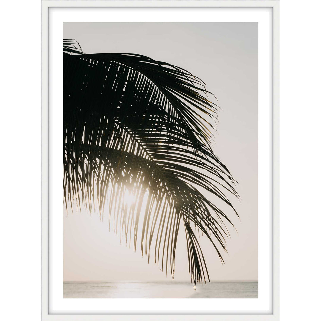 Sunset Palm