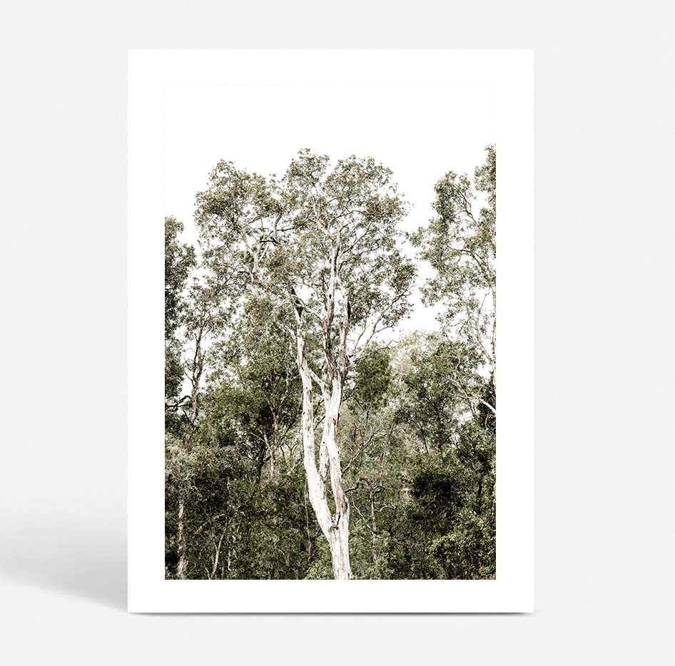 Tall Gums I